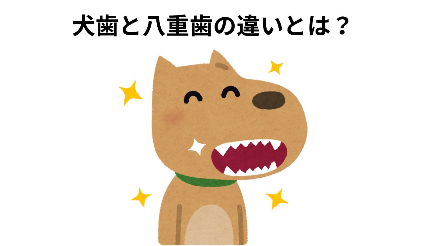犬歯とは？犬歯が持つ役割や八重歯との違いについて解説！