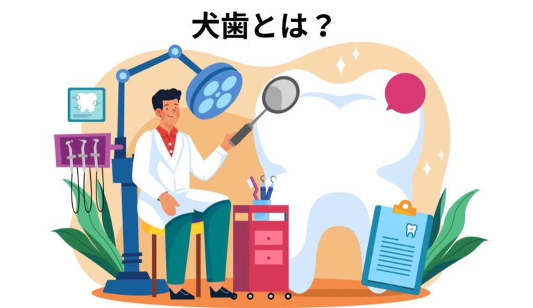 犬歯とは？犬歯が持つ役割や八重歯との違いについて解説！